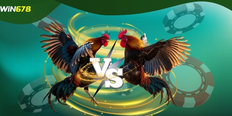 Hiểu kỹ về sảnh đá gà WIN678