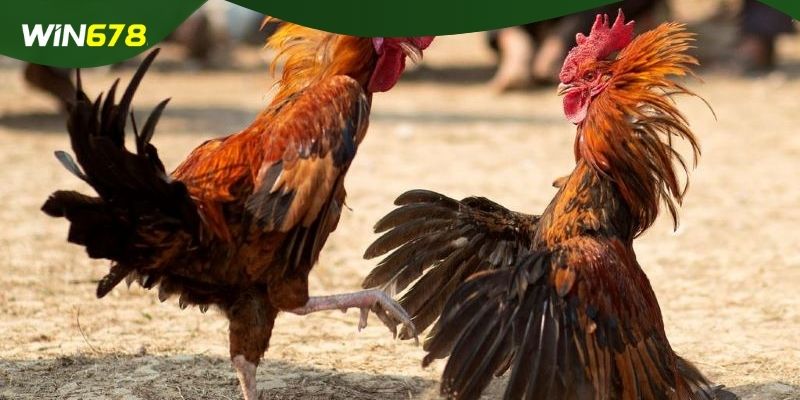 Tường thuật các chọi kê hấp dẫn