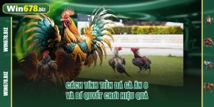 Cách Tính Tiền Đá Gà Ăn 8 Và Bí Quyết Chơi Hiệu Quả